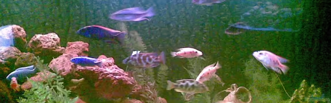 Becken 11005 von dimmifan