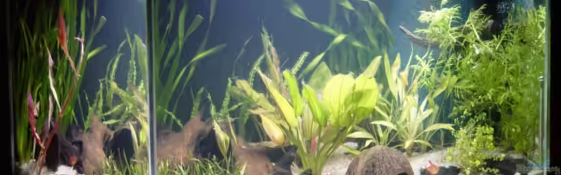 Becken 11006 von Bruce