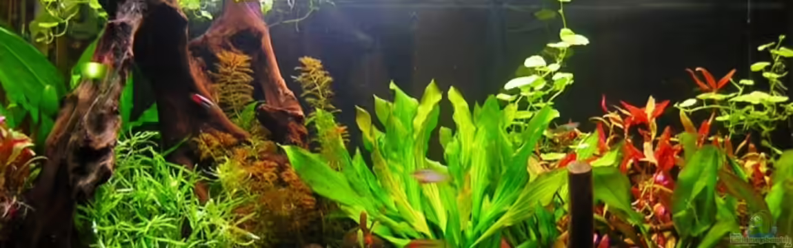 Becken 11011 von Remo Hannemann