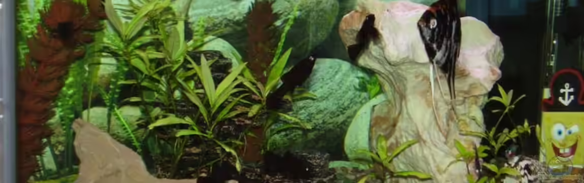 Becken 11023 von Christoph Schröter