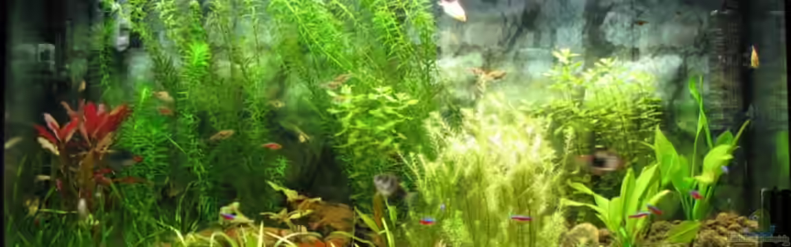 Becken 11030 von miroba