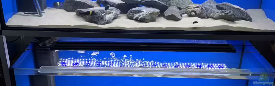 Becken 11038 von Dragan Jakovljevic