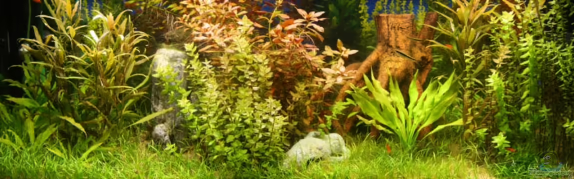 Becken 11042 von Andreas Christ