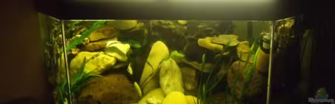 Becken 11053 von Esslinger