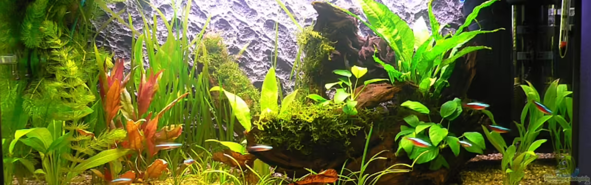 Becken 11060 von Thomas D.