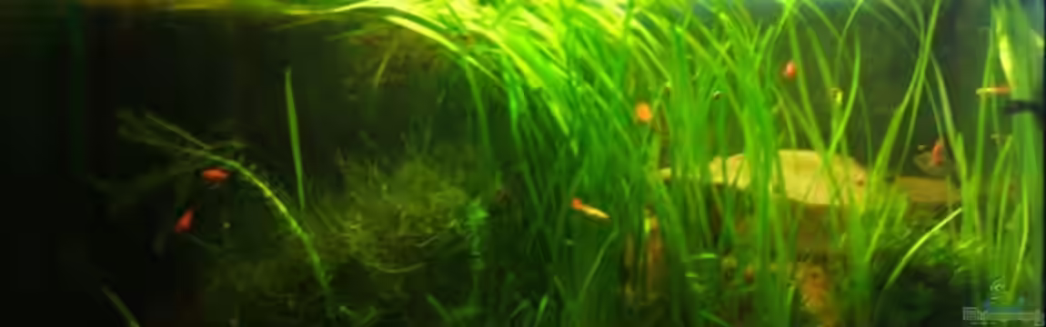 Becken 11081 von Fabse