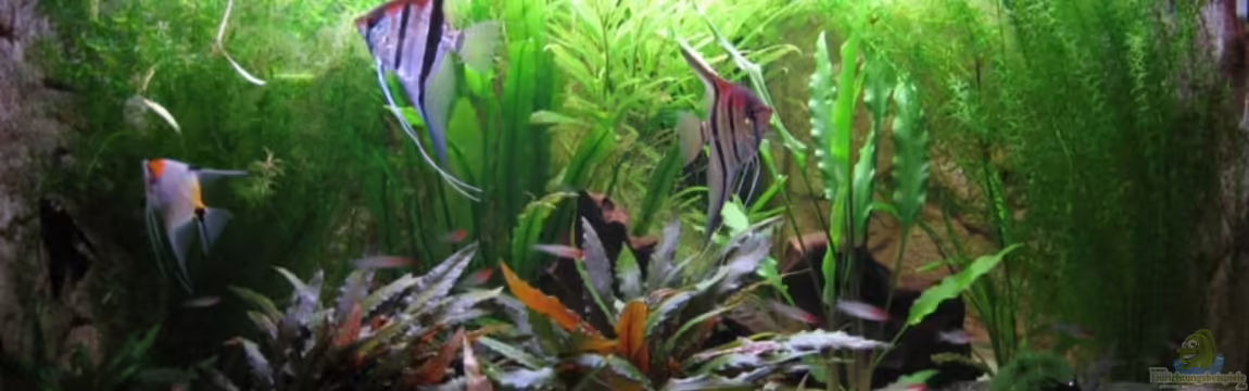 Becken 11117 von Marco Mau