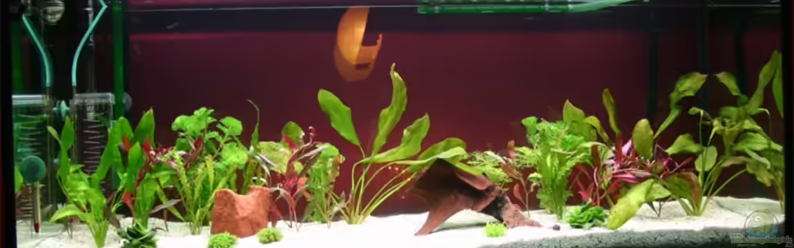 Becken 11144 von tomxl