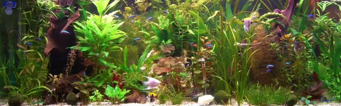 Becken 11159 von Holger Baake