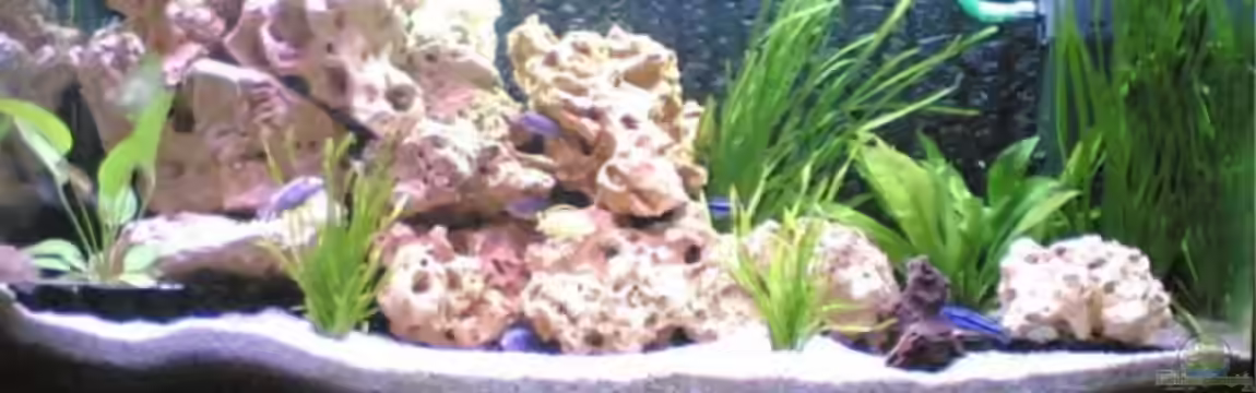 Becken 1116 von Richard Lischka