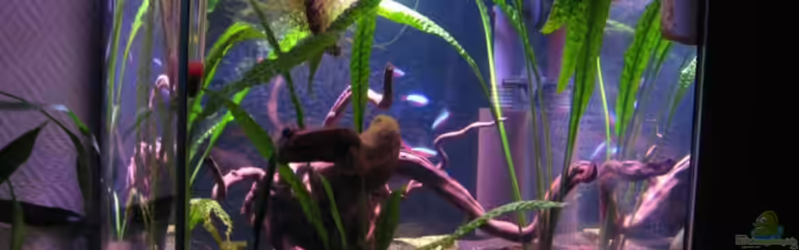 Becken 11165 von tenebroso