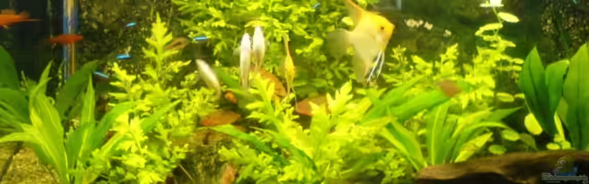 Becken 11168 von Volker Prager