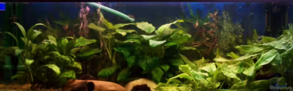 Becken 1118 von René Drechsler