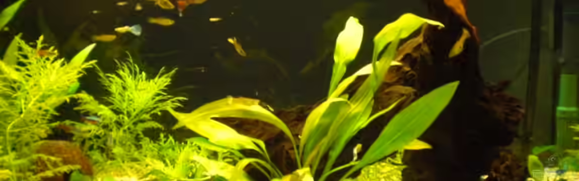 Becken 11180 von Spike