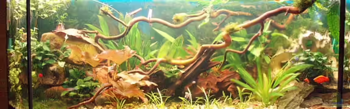 Becken 11189 von Jason