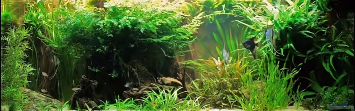 Becken 11196 von Grobi