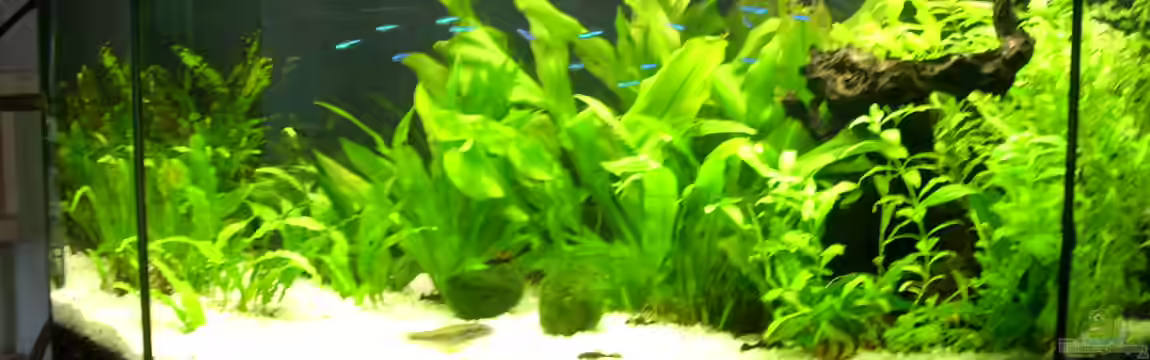 Becken 11211 von Fransenlippler