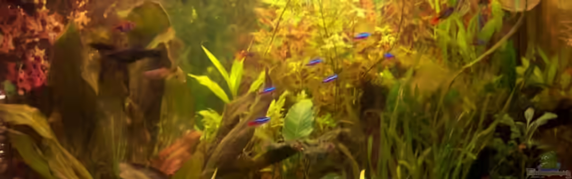 Becken 11214 von Peter Kluge