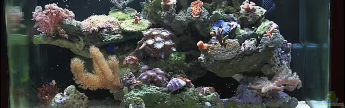 Becken 11215 von shovel