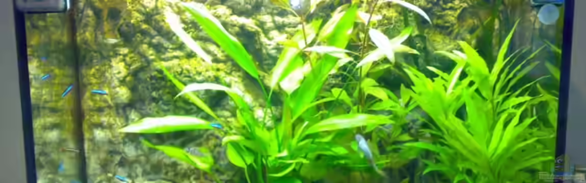 Becken 11230 von Freddie