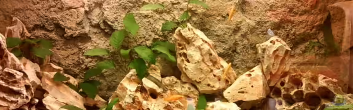 Becken 1124 von Sascha Omilian