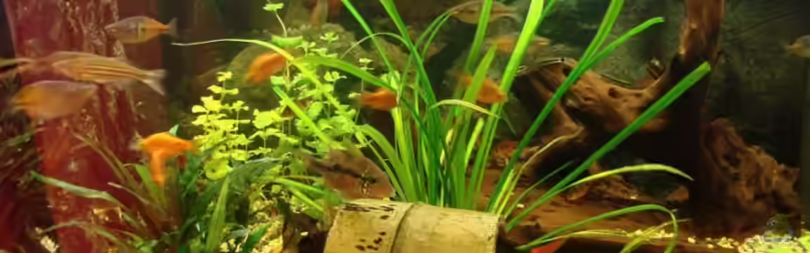 Becken 11250 von Hugo