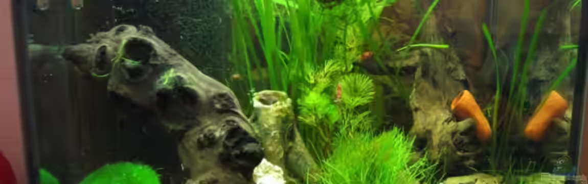 Becken 11254 von sunrise3183