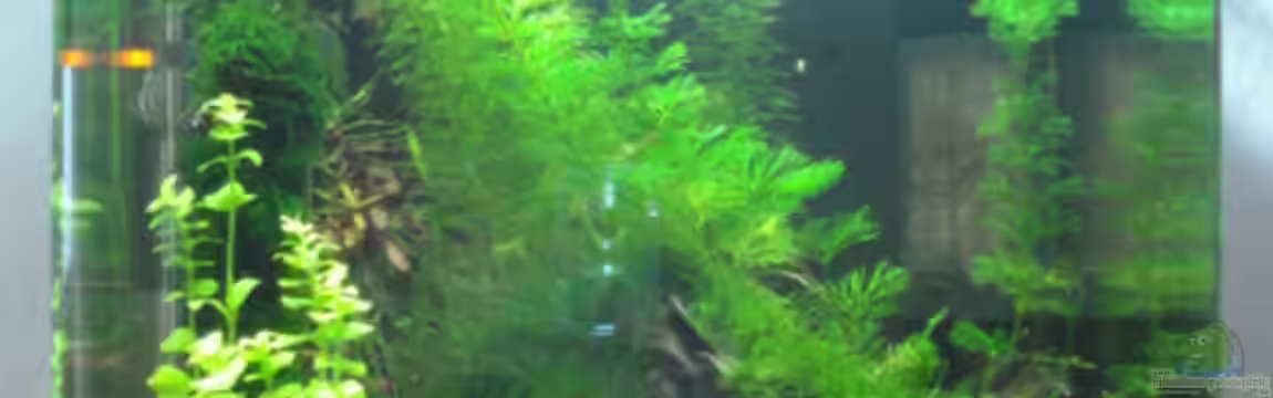 Becken 11276 von Andreas Deutschmann