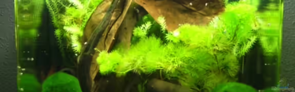 Becken 11281 von Andreas Kraus