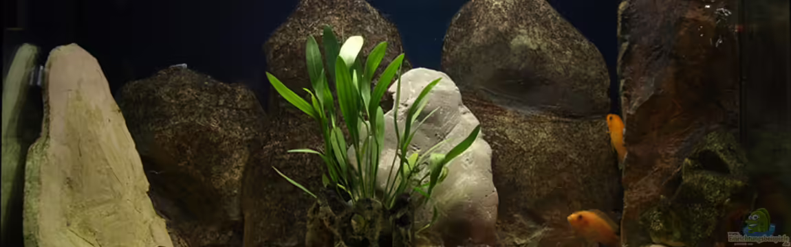 Becken 11282 von Markus Brachmann