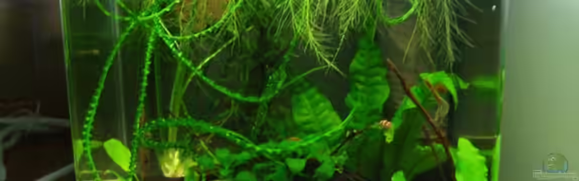 Becken 11311 von Dundee