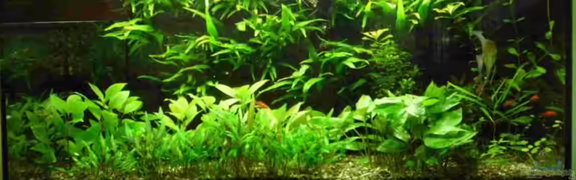 Becken 11313 von The Phönix