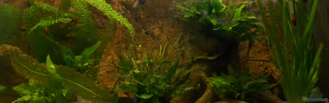 Becken 11317 von Silvia Luxenburger