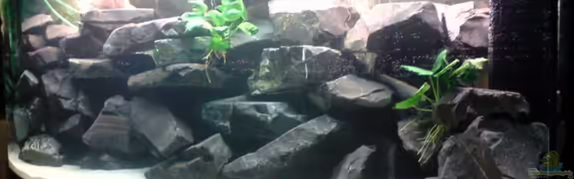 Becken 11339 von Master S2308