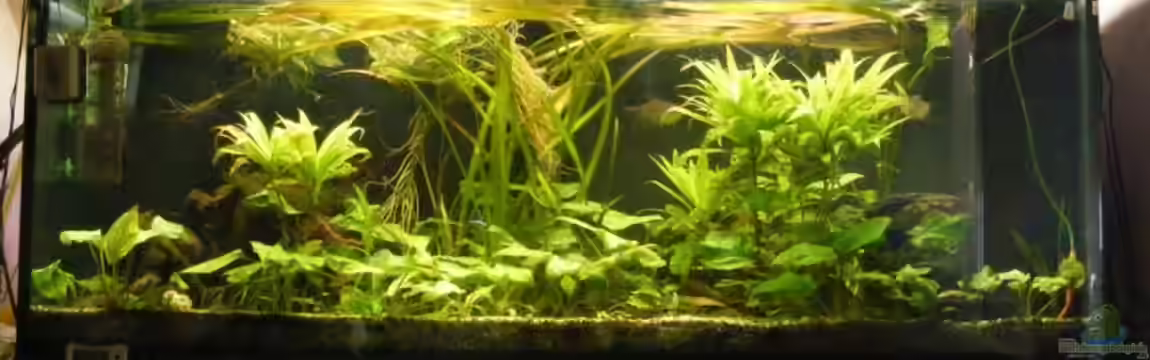 Becken 1135 von Stefan Horvath