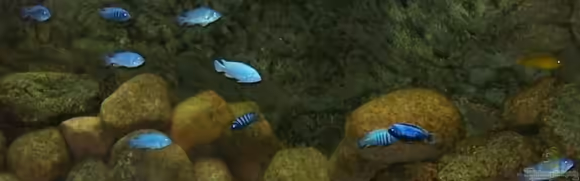 Becken 11355 von Rene Sarink