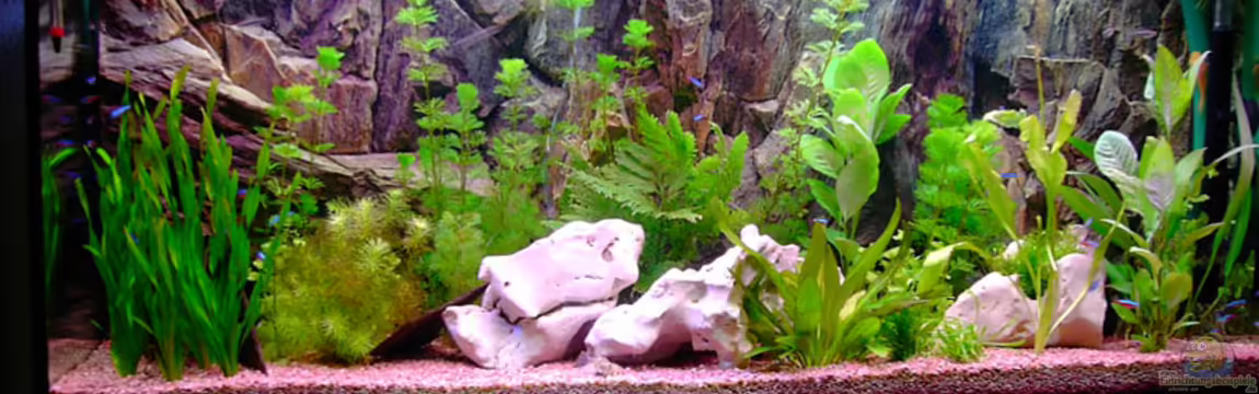 Becken 1136 von Steve Knöfler