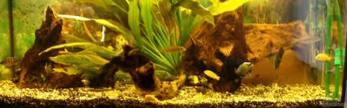 Becken 11378 von Sascha Kiefer