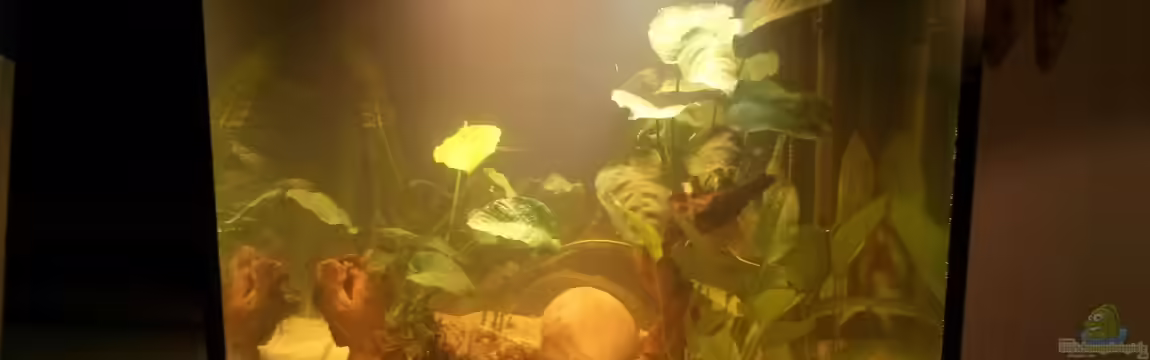 Becken 11397 von jaegerin1