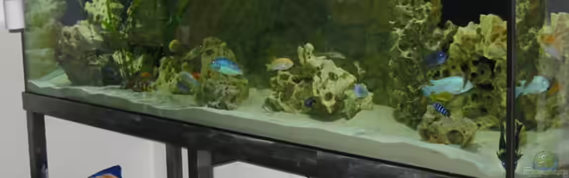 Becken 114 von Michael Schmidt