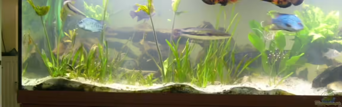 Becken 11409 von Schmitzi