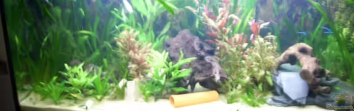 Becken 11411 von Steffen Wenzel