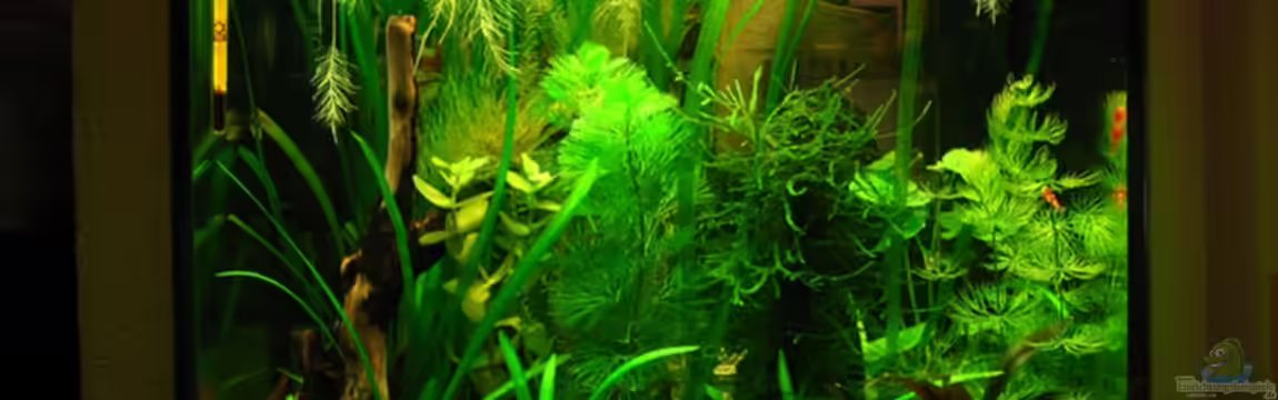 Becken 11415 von Niko Toumanidis