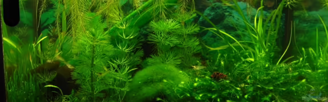 Becken 11436 von Niko Toumanidis