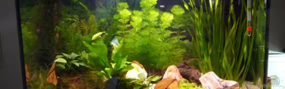 Becken 11451 von bd7063