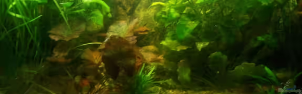 Becken 11460stillgelegt von Stephan Fehringer