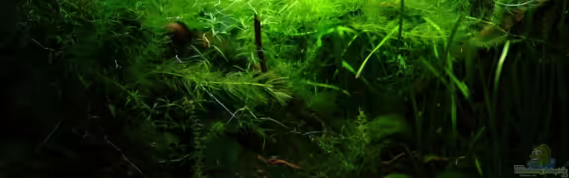 Becken 11470 von njio