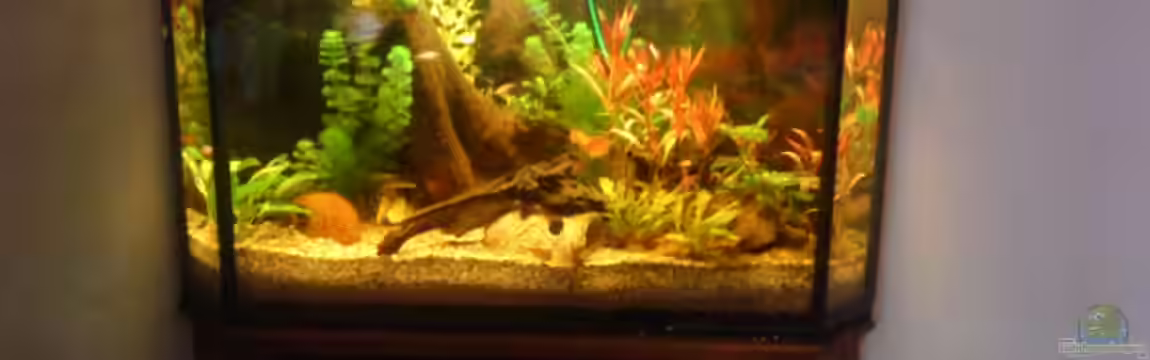 Becken 11471 von Marcus Roth