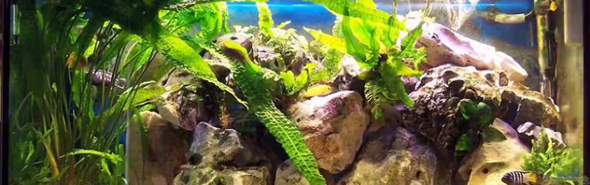 Becken 1148 von Jürgen Jakobi