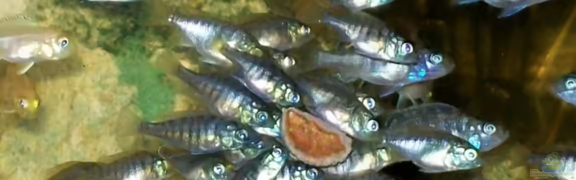 Becken 11482 von Egger66